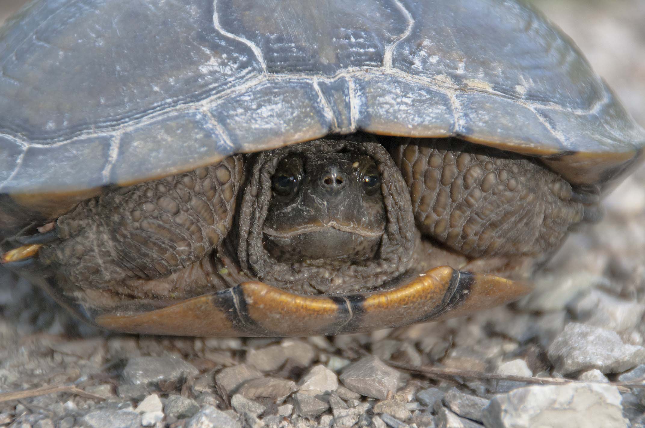 Trachemys spp.  della pianura modenese